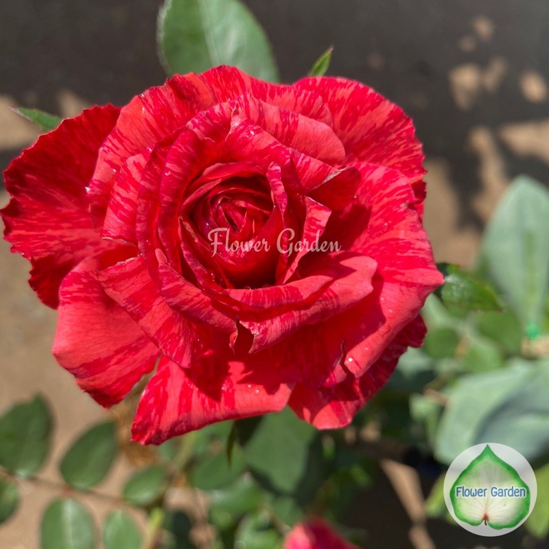 F513 กุหลาบ Red Intuition เรด อินทูชั่น ดอกลายสีแดง สั่งทั้งต้นยกถุง
