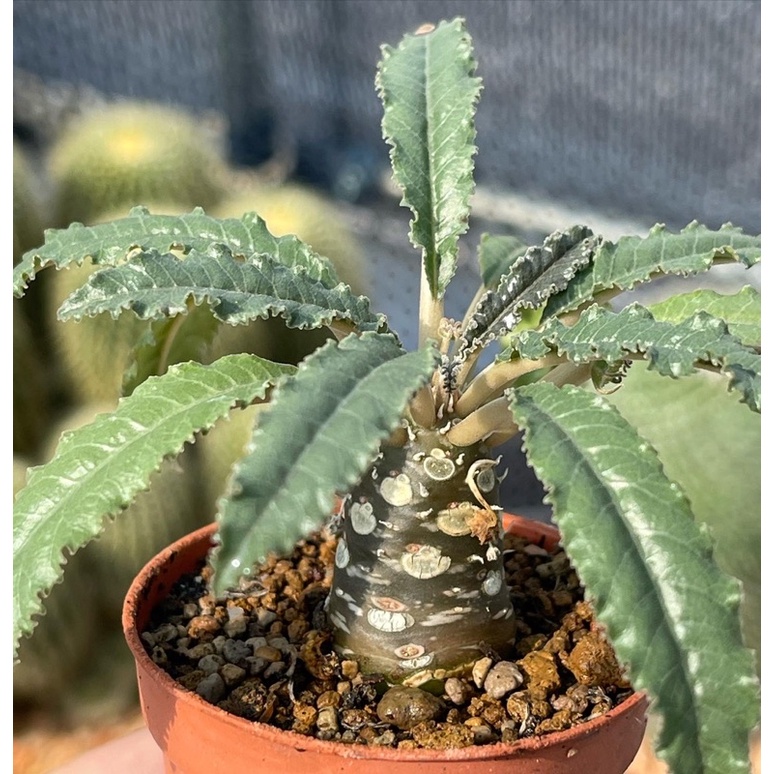 ราคา ไม้อวบน้ำ ต้นมะพร้าวทะเลทราย ดอร์ททีเนีย (Dorstenia) พ.ค. 2024