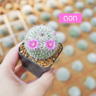 แมมแม่เฒ่า Mammillaria hahniana👵✨กระบองเพชร