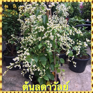 ต้นลดาวัลย์ ต้นไม้ไทยหอม