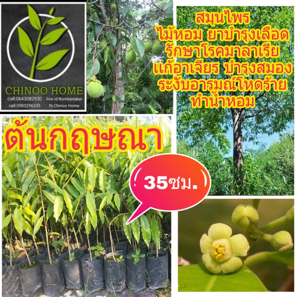 ต้นกฤษณา 35ซม. ต้นไม้ตาย เคลมฟรี ทุกต้น เฉพาะ ระหว่างขนส่ง เท่านั้น ไม้ประดับ ไม้ประดับ ไม้หอม