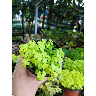 Bunga Sedum/Live Plant/Pelbagai Jenis Sedum/Succulent Sedum [ SEDUM MAKINOI ]文胸/裙子/苹果/头饰/芹菜/母婴/儿童/种子/鲜花/上衣/ IRT8