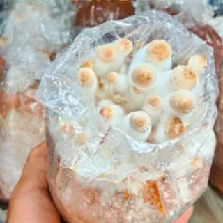 ก้อนเชื้อเห็ดโคนน้อย 40ก้อน ราคา300บาท สมัครvip 49บ.ใช้โค๊ตส่งฟรีไม่เสียค่าส่ง