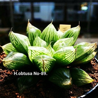 Haworthia obtusa No-89. A07