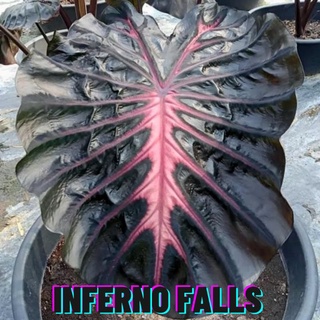 ☘️โคโลคาเซียอินโฟโน้☘️colocasia inferno falls