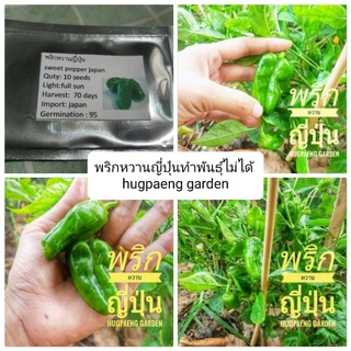 เมล็ดสรเขียวพริกหวานญี่ปุ่นคุมพันธุ์ 10 เมล็ด