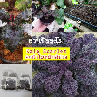 เมล็ดพันธุ์  Kale Scarlet  สีม่วง40 เมล็ด1ซอง (มีบริการเก็บเงินปลายทาง)