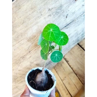 บัวบกโขด ไม้ฟอกอากาศยอดนิยม🎉มีใบทุกต้นคะ🌱