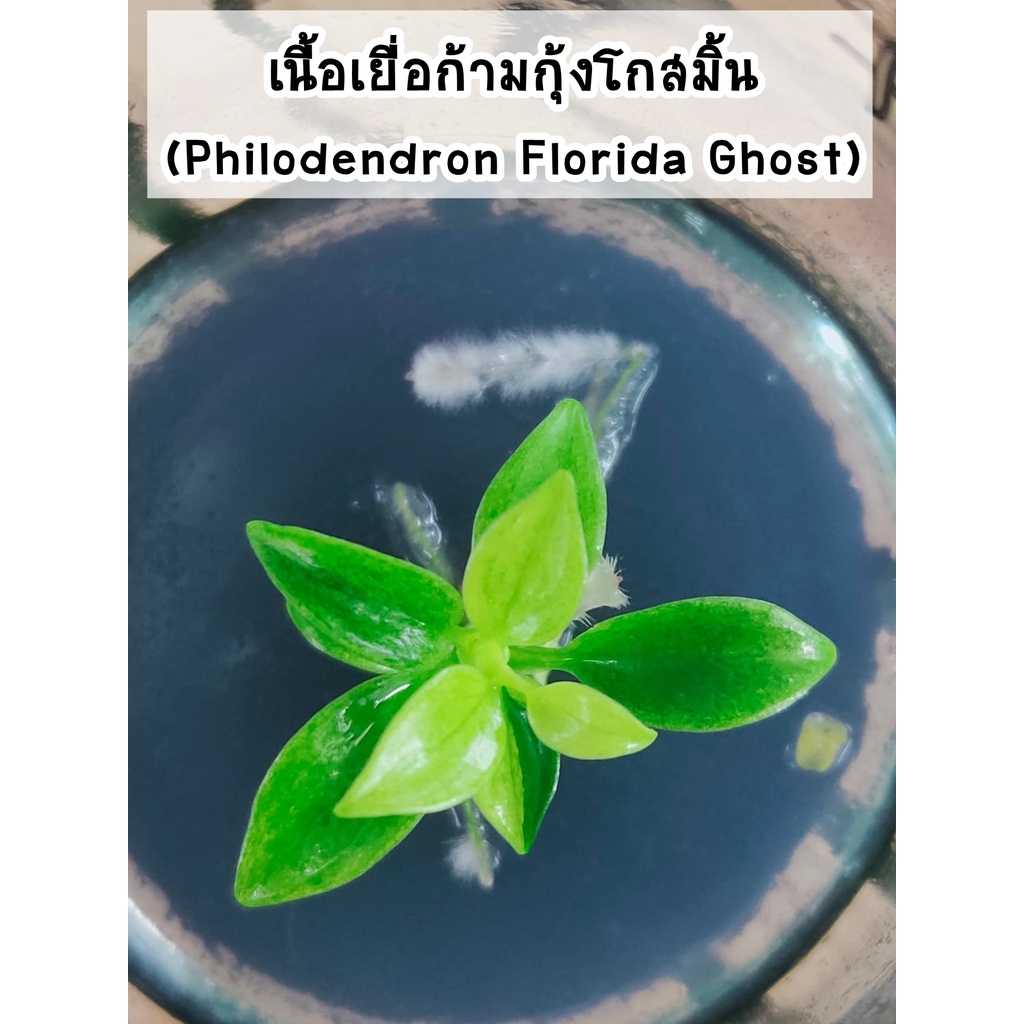 เนื้อเยื่อต้นก้ามกุ้งโกสด่าง (Philodendron Florida Ghost) 1 กระปุก 1 ต้น