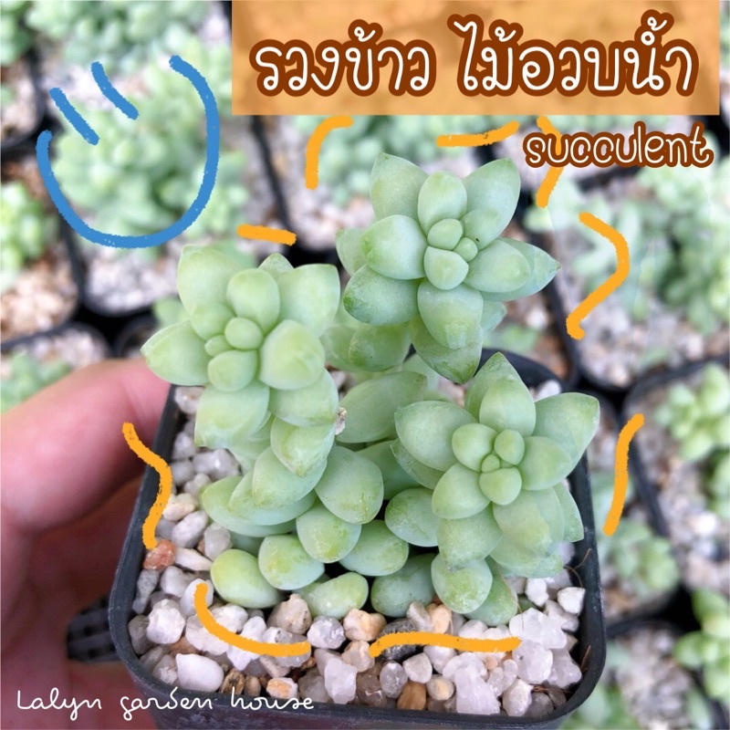 💧🌾 ไม้อวบน้ำ&กุหลาบหิน รวงข้าว  Sedum Burrito Moran 🌾มี 4 ต้นใน1 กระถาง คุ้มมาก‼️สีขาวน่ารัก ละมุน  cactus &succulent