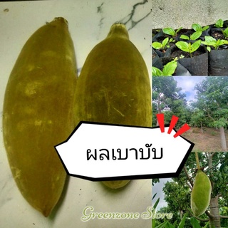 ผลเบาบับ พันธุ์แท้ ดิจิทาทา