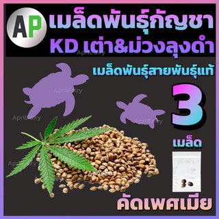 เมล็ดกัญชา เมล็ดพันธุ์กัญชา ลุงดำ KD เกาะเต่า x KD ม่วง เมล็ดสายพันธุ์แท้ คัดเพศเมีย แก่จัด90% อัตราการงอกสูง [3เมล็ด]