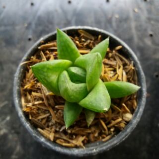 ต้นฮาโวเทีย ต้นไม้อวบน้ำ succulent