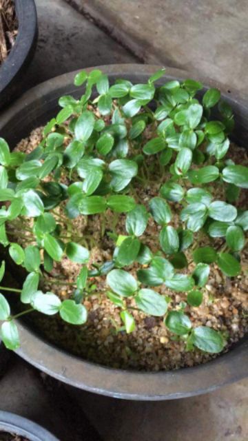 เมล็ดเสาวรสหวานโคลัมเบีย granadella เนื้อข้างในสีขาวรสชาติหวานหอมมากคล้ายลิ้นจี่ผสมน้ำผึ้งไม่ติดเปรี้ยว - รูปที่ 2