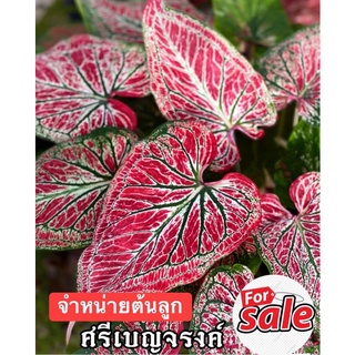 ศรีเบญจรงค์ ไทย ☘️☘️จัดส่งให้ทั้งกระถาง ☘️☘️บอนสีสวยๆ