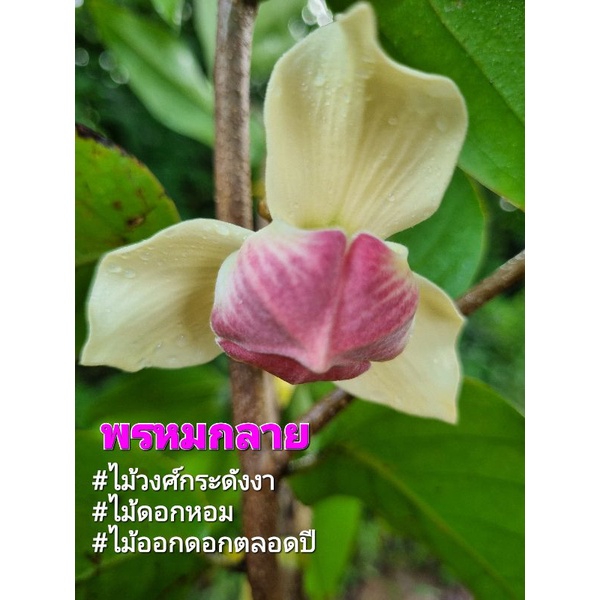 พรหมกลายเป็นไม้วงศ์กระดังงาที่เกิดจากการผสมพันธ์ใหม่ระหว่างมหาพรหมราชินีกับกลายได้สายพันธ์ที่มีดอกใหญ่และหอมออกดอกตลอดปี