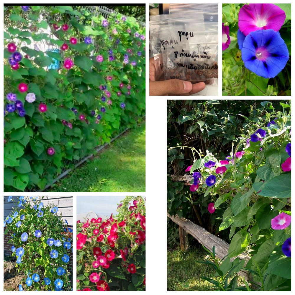 (เมล็ดพันธุ์) ดอกผักบุ้งฝรั่ง ปลูกผสมกันยิ่งสวย Heavenly Blue Morning Glory Flower ต้น ดอก มอร์นิ่งก