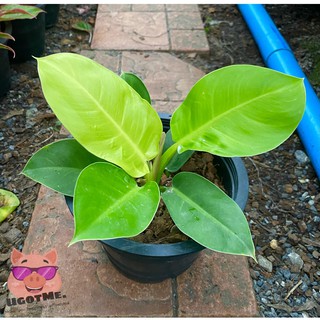 ต้นกุมารทองเรียกทรัพย์ ต้นกุมารเรียกทรัพย์ หรือมูนไลท์ กระถาง 8 นิ้ว Philodendron