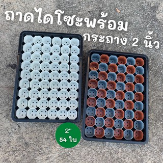 เซ็ตถาดเพาะไดโซะ พร้อมกระถาง 2 นิ้ว 54  ใบ