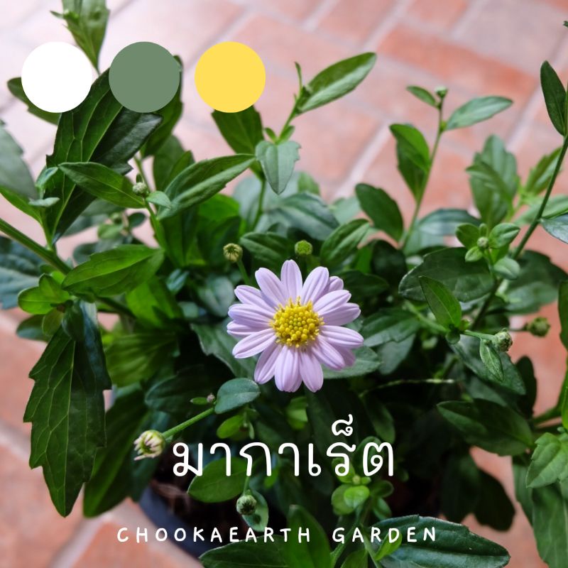 *มากาเร็ตบอเนียว กระถาง 5.5 นิ้ว (ถ้ามีดอกจะเลือกให้ก่อน) (จัดส่ง1-2วัน)