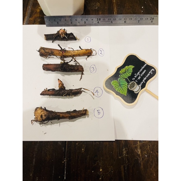 หน้ากากฟาโรห์ ไหลฟาโห์ ข้อไหล