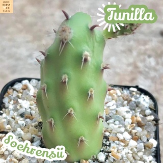 [ไข่จิ้งจก] Tunilla Soehrensii ส่งพร้อมกระถาง แคคตัส Cactus Succulent ไม้อวบน้ำ พืชอวบน้ำ ไม้หนาม ไม้โขด ไม้ทะเลทราย