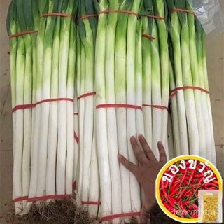 เมล็ดอวบอ้วน100%เมล็ดพันธุ์ ต้นหอมยักษ์ ต้นหอมญี่ปุ่น ต้นหอมใบใหญ่ 1100 เมล็ด [10 เเถม 1 คละได้]เมล็ดพืชคุณภาพสูงManilaR