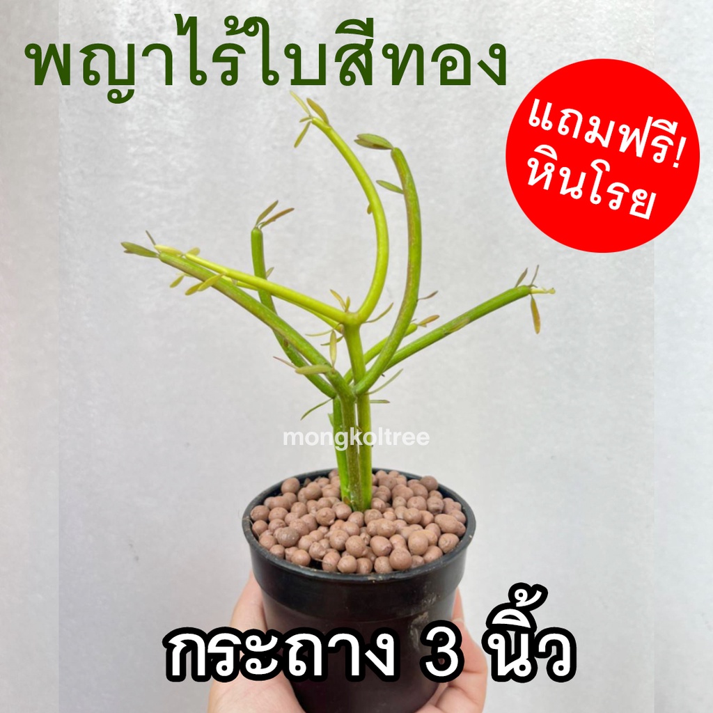 ต้นพญาไร้ใบ สีทอง ต้นเขากวาง พร้อมกระถาง 3 นิ้ว ต้นไม้ฟอกอากาศ ต้นไม้ประดับ กิ่งสวย แข็งแรง Euphobia​ Tirucalli​ ไม้มงคล