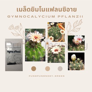 เมล็ดกระบองเพชร เมล็ดแคคตัส เมล็ด Gymno pflanzii 50 เมล็ด