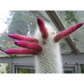 (ใส่โค้ดMAID317 ลดเพิ่ม 15%)Cephalocereus senilis หรือกระบองผู้เฒ่า (Oldman Cactus)