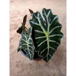 ต้นแก้วสารพัดนึก Alocasia Amazonica ว่านแก้วสารพัดนึก