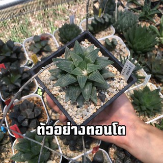 ฮาโวเทีย พิกเมีย Haworthia Pygmaea โคนญี่ปุ่น (ส่งแบบล้างราก)