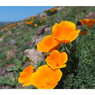 แคลิฟอร์เนียป็อปปี้ Eschscholzia Californica California poppy 200 เมล็ด นำเข้าอังกฤษ