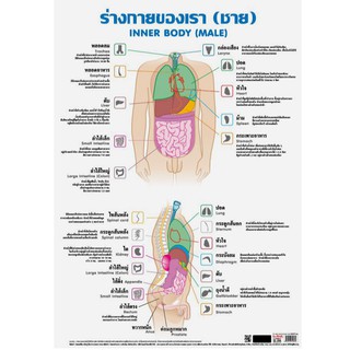 โปสเตอร์เรื่องอวัยวะในร่างกายชาย #EQ-064 โปสเตอร์กระดาษ โปสเตอร์สื่อการเรียนการสอน