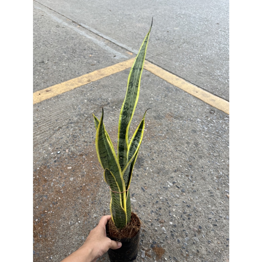 ต้นลิ้นมังกรด่างเหลือง ส่งถุงดำ