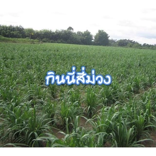 ✅ กินนี กินนี่สีม่วง เมล็ดหญ้ากินนี่สีม่วง 1 กิโลกรัม(พร้อมปลูก)