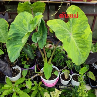 บอน มิโดริซาวร์ Colocasia Midori Sour ส่งฟรี