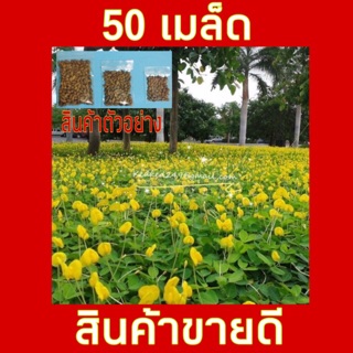 เมล็ดพันธุ์ ถั่วบราซิล **บรรจุ 50 เมล็ด** แต่งสวน ปลูกแทนหญ้า กำจัดวัชพืช ทนแล้ง รักษาความชื้นในดิน ช่วยบำรุงดิน