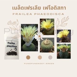 เมล็ดกระบองเพชร เมล็ดแคคตัส เมล็ด Frailea phaeodisca 50 เมล็ด