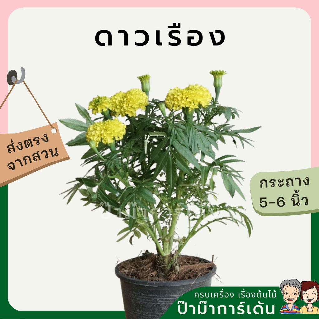 มุมมอง 4