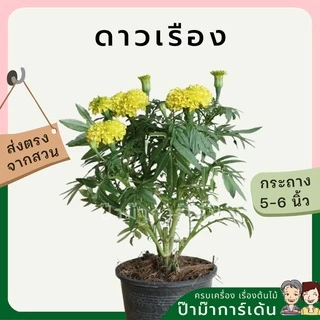 ต้นดาวเรือง พร้อมกระถาง 5-6 นิ้ว ไม้แดด