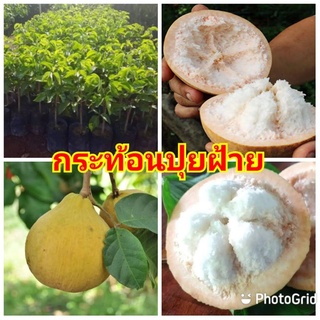 ต้นกระท้อนปุยฝ้าย รสชาดหวาน ปุยนุ่มเหมือนสำลี ต้นพันธุ์ติดตาสูง 30-40 ซม.รับประกันพันธุ์แท้ 100%