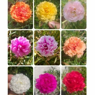 💐กิ่งคุณนายตื่นสาย 🌷กิ่งแพรเซี่ยงไฮ้ 👉เลือกสีได้ 10 กิ่ง (8บาท) สั่งขั้นต่ำ 20฿