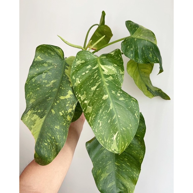 ฟิโลเดนดรอนจอสบรูโน่ หรือ Philodendron jose bouno