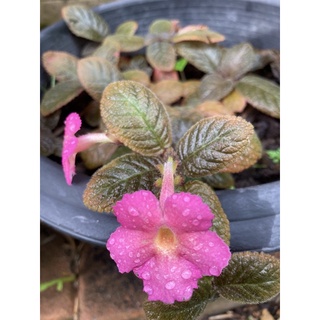 พรมญี่ปุ่น ใบสวย ดอกสวย 🌸ขายรวมกระถาง 3 นิ้ว