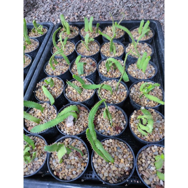 ยูโฟเร์บีย🪴🌵 สเตลลาตา🌵🪴