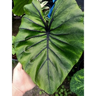 ต้นหน้ากากฟาโรห์ Colocasia Pharaoh’s Mask (ข้อตาไหล)