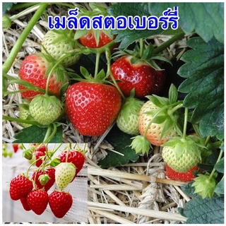 เมล็ดพันธ์สตอเบอร์รี่แดง 150-200 เมล็ด