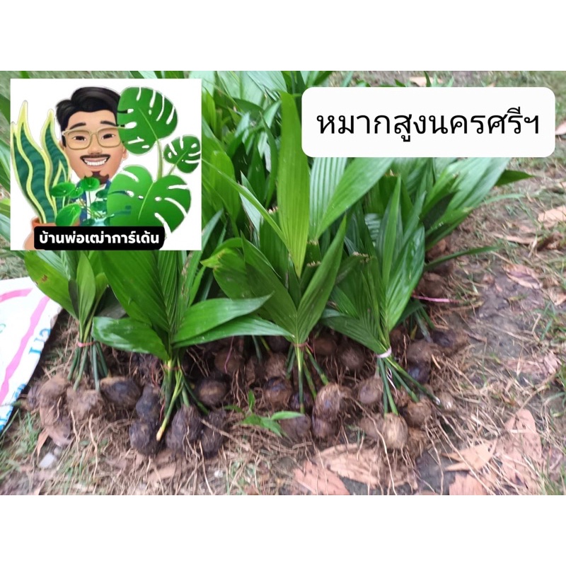 ต้นหมาก กล้าหมากสูง20เซนขึ้นไป
