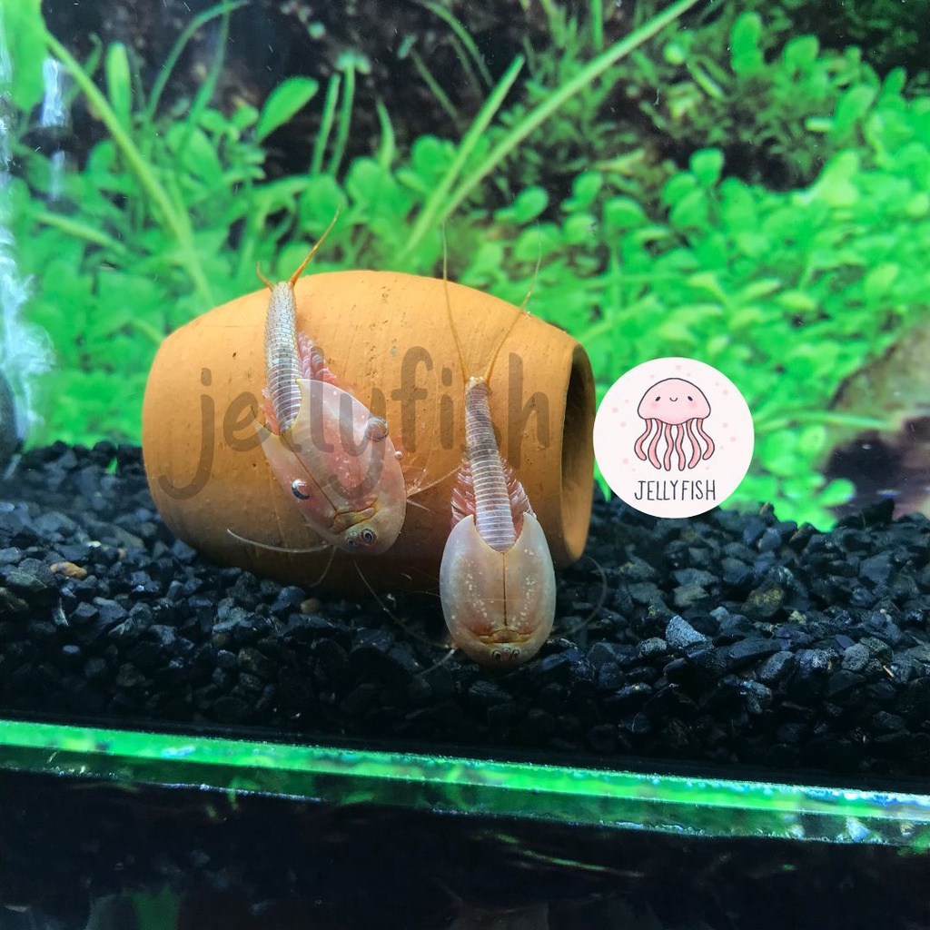 Triops red ไข่ไทรออปส์แดง,กุ้งไดโนเสาร์แดง อาหารกุ้งไทรออปส์ กุ้งสวยงาม